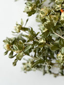 Dried Flowers-Safflower Green