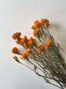 Dried Marigold Gold