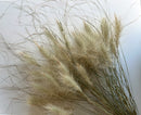 Dried Feathertop Grass