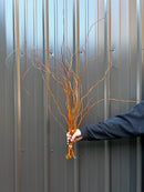 Curly Willow Bunch - Golden