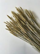 Dried Wheat