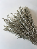 Dried Artemisia Silver King