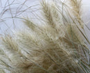 Dried Feathertop Grass