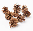 Dried natural Austriaca pine cones in bulk, suitable for wholesale packaging.