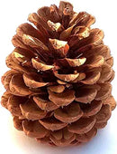 Dried natural Ponderosa pine cone in bulk wholesale packaging.