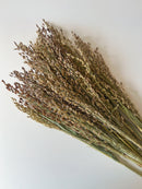 Dried Broomcorn Blonde