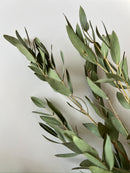 Dried Eucalyptus-Parvifolia