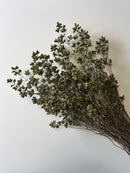 Dried Oregano Italian