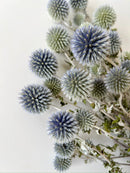 Dried Echinops