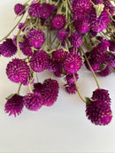 Dried Gomphrena Purple