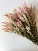 Dried Celosia Flamingo Feather