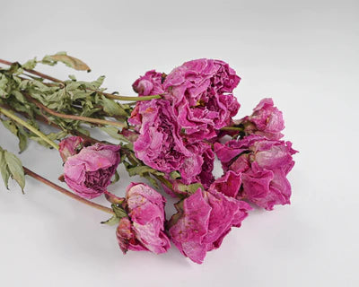 Curly Willow Branches with Pink Peony Dried Flower