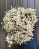 Dried Ammobium