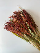 Dried Broomcorn Red