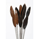 A bunch of polished dried pods with a brownish color, arranged vertically on a white background.