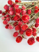 Dried Gomphrena Orange