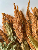 Dried Amaranth Tan