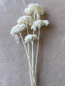 A bunch of bleached white yarrow flowers against a neutral background.
