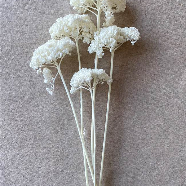 Dried Yarrow Bunches | Bleach White Yarrow