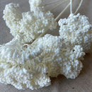 Bleached dried yarrow bunches with natural white blooms in bulk wholesale set.