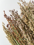 Dried Broomcorn Blonde