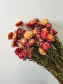 Dried Strawflower Apricot