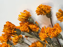 Dried Marigold Gold