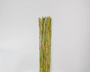 Bundle of dried natural river cane bamboo sticks in green with wholesale bulk case option.