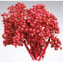 Bulk bunch of dried natural red Canella berries with stems.