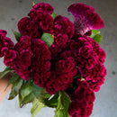 Burgundy dried Celosia Coxcomb bunch with natural green leaves, wholesale bulk flowers.