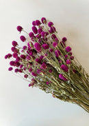 Dried Gomphrena Purple