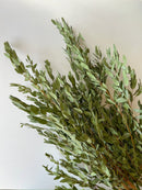 Dried Eucalyptus-Parvifolia