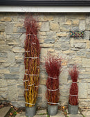 Curly Willow Bunch - Red