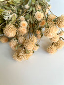 Dried Gomphrena Ivory