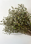 Dried Mountain Mint