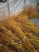 Curly Willow Bunch - Golden