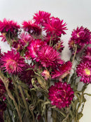 Dried Strawflower Burgundy