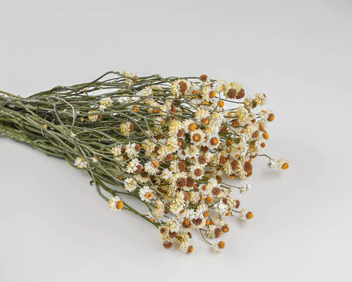 Curly Willow Branches with Dried Ammobium Flower