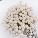 Bulk dried natural Craspedia flowers in bleached white, 12 bunches wholesale.
