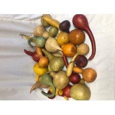 Assorted Gourds Case | 25 per Case | Large
