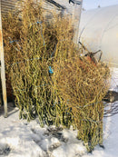 Curly Willow Bunch - Green