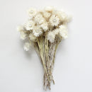 Dried Strawflowers Bouquet | 20 Bunches| White (Neutral)