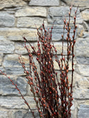 Willow-Red Bud With Shells On