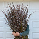 Silver Catkin Pussy Willow