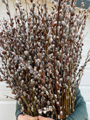 Silver Catkin Pussy Willow