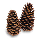 Two dried natural loblolly pine cones in varying sizes with brown scales, ideal for wholesale and bulk use.