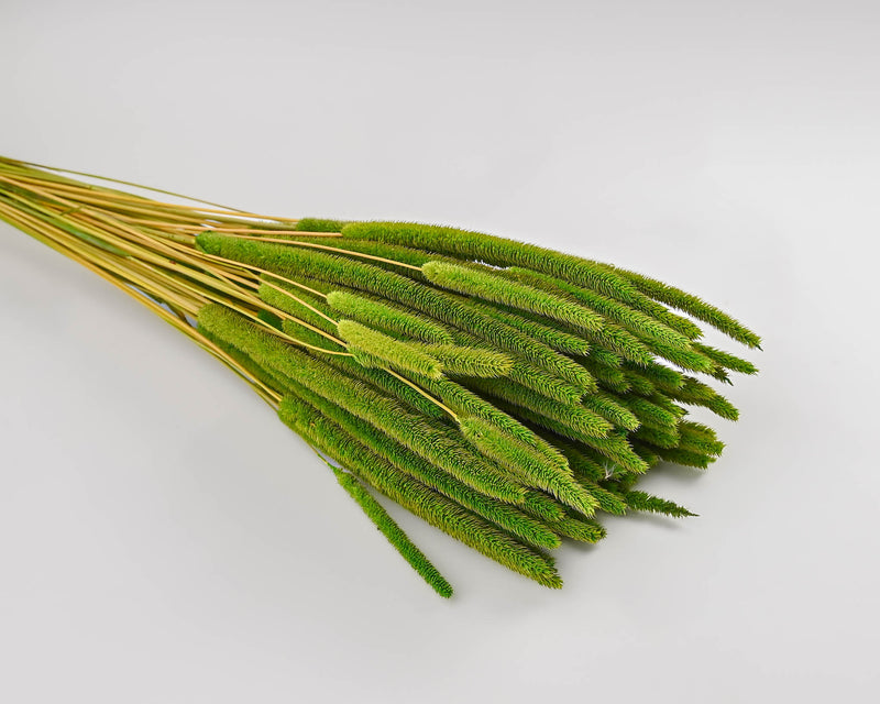 Floral Kit - Birch Branches with Millet