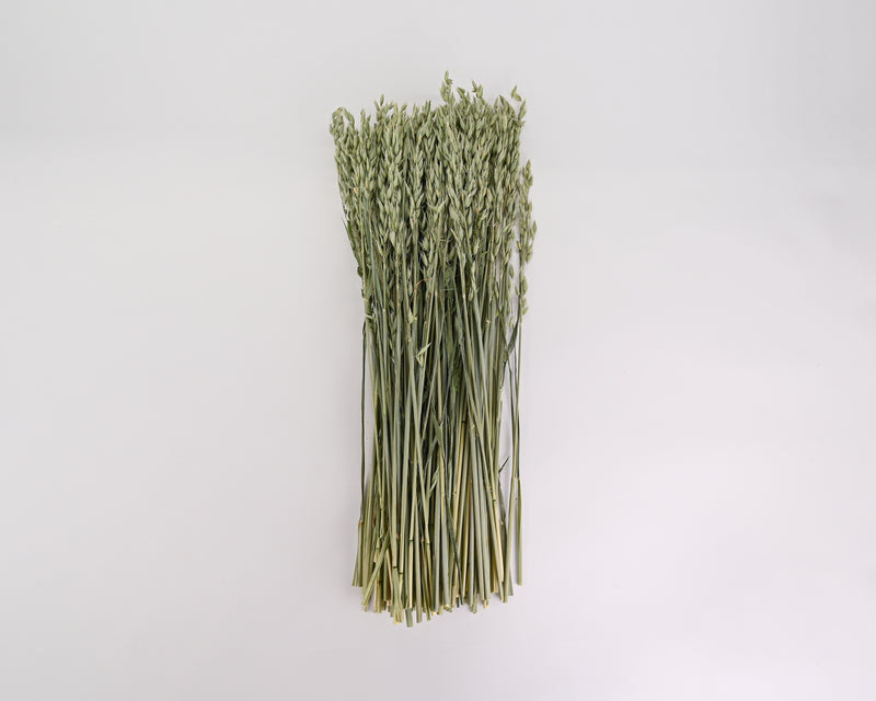 Avena Green Oats Stack | 8 Long Stem Bunches | Light Green