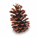 Dried natural longleaf pinecone with textured scales, ideal for wholesale and bulk use.