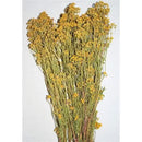 Bulk dried natural tansy flower bunches with yellow blooms and green stems.